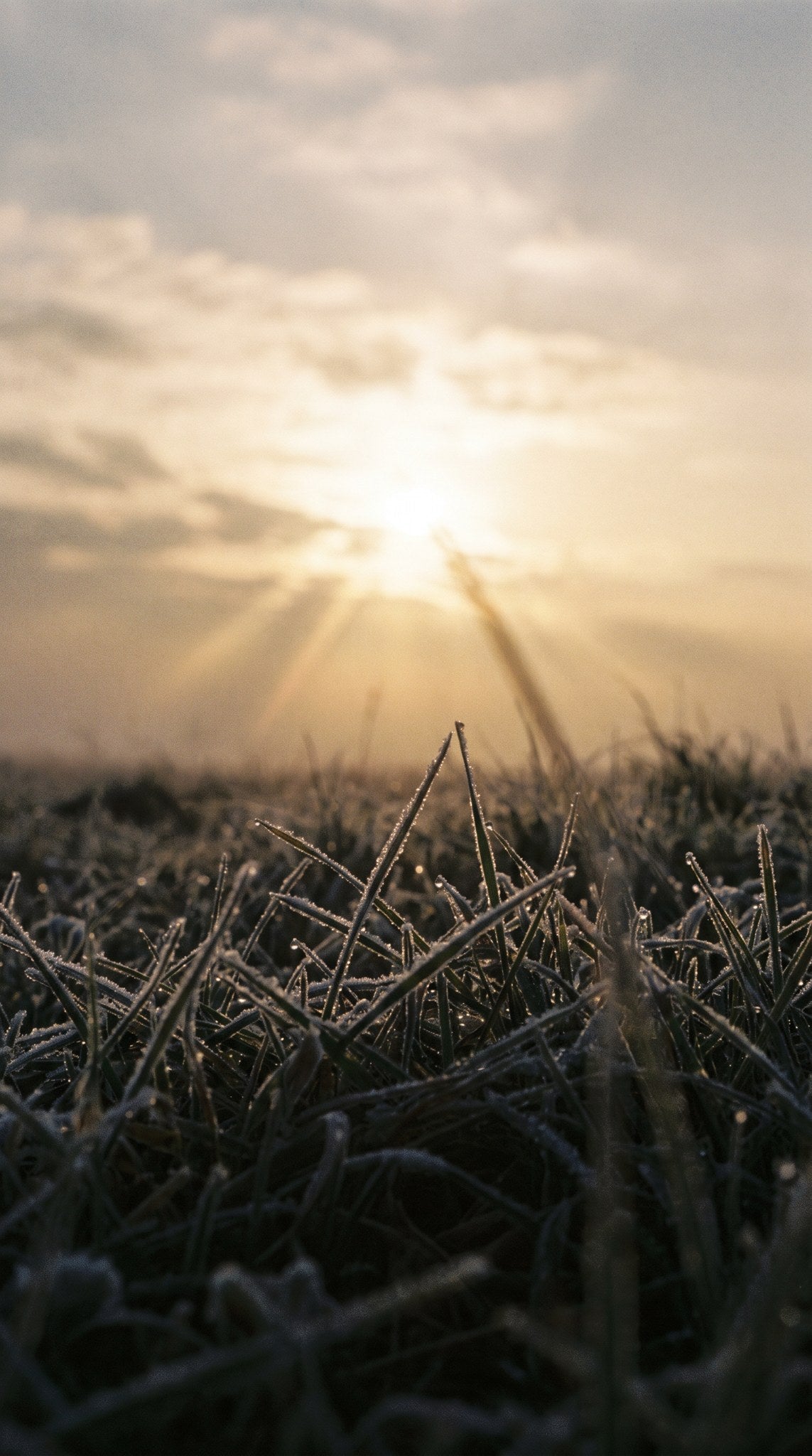 Frosted Dawn Meadow Nature Art