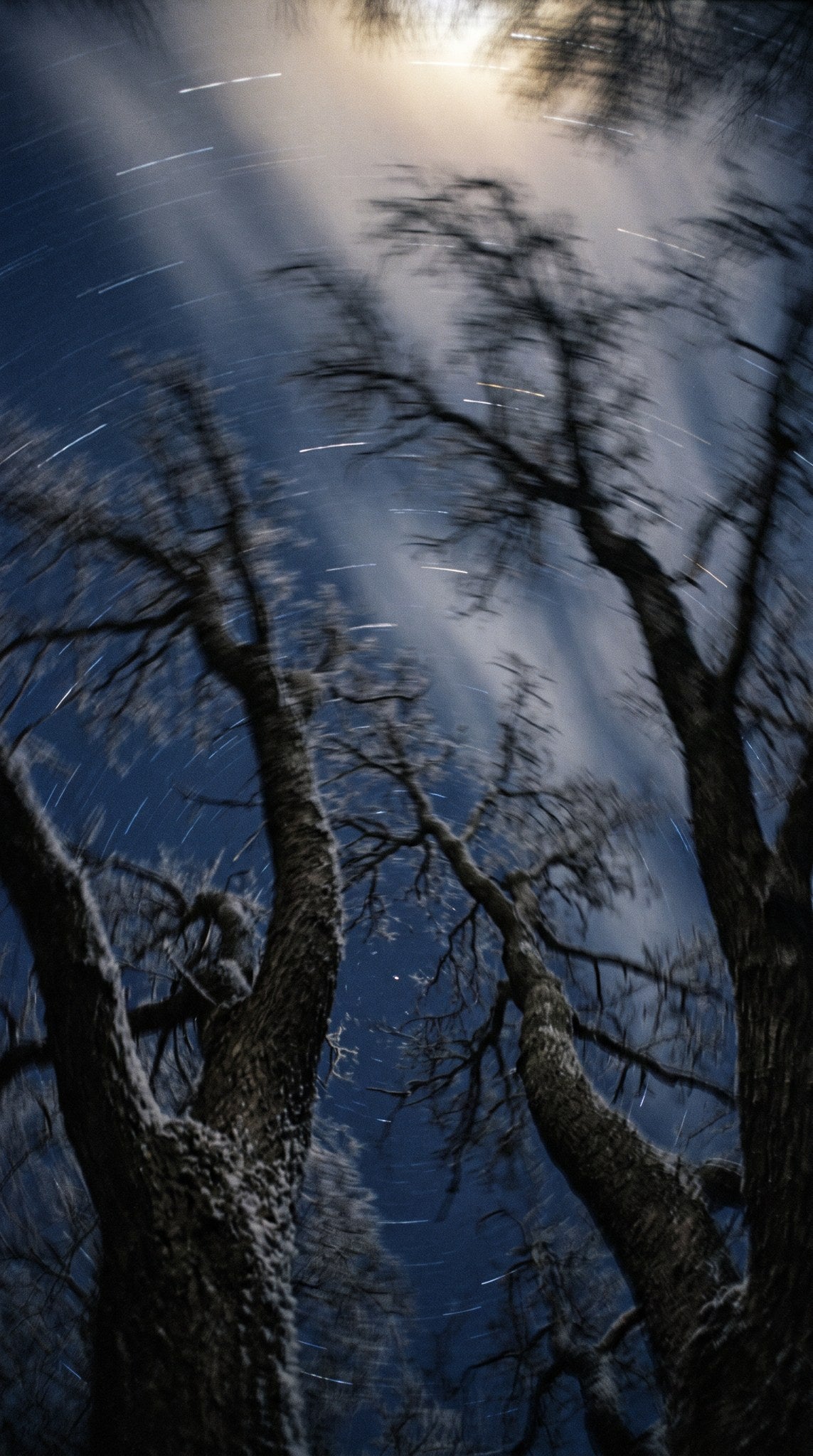 Star Trail Forest Night Art Print