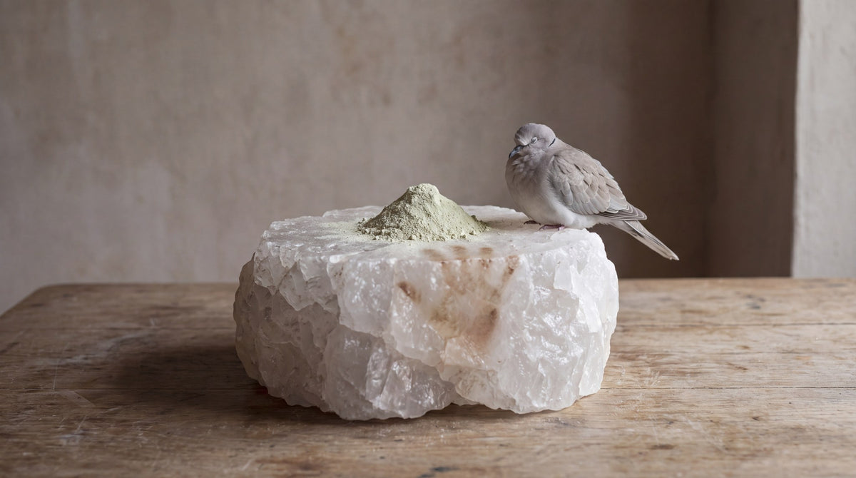 Silent Sentinel Dove on Alabaster Art