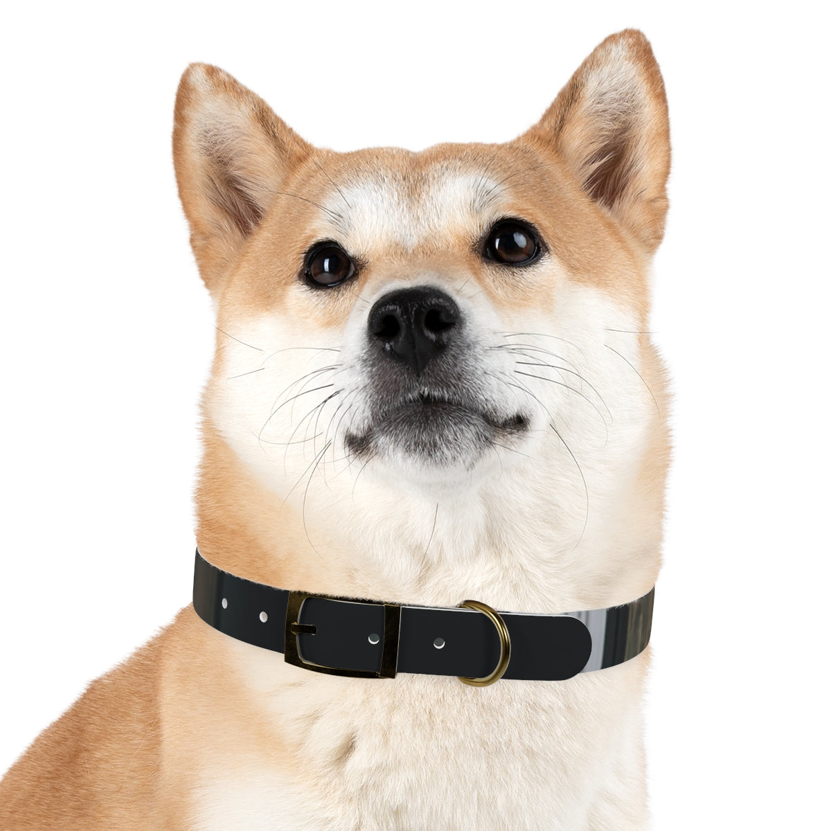 Dog Collar - Midnight Glow Style