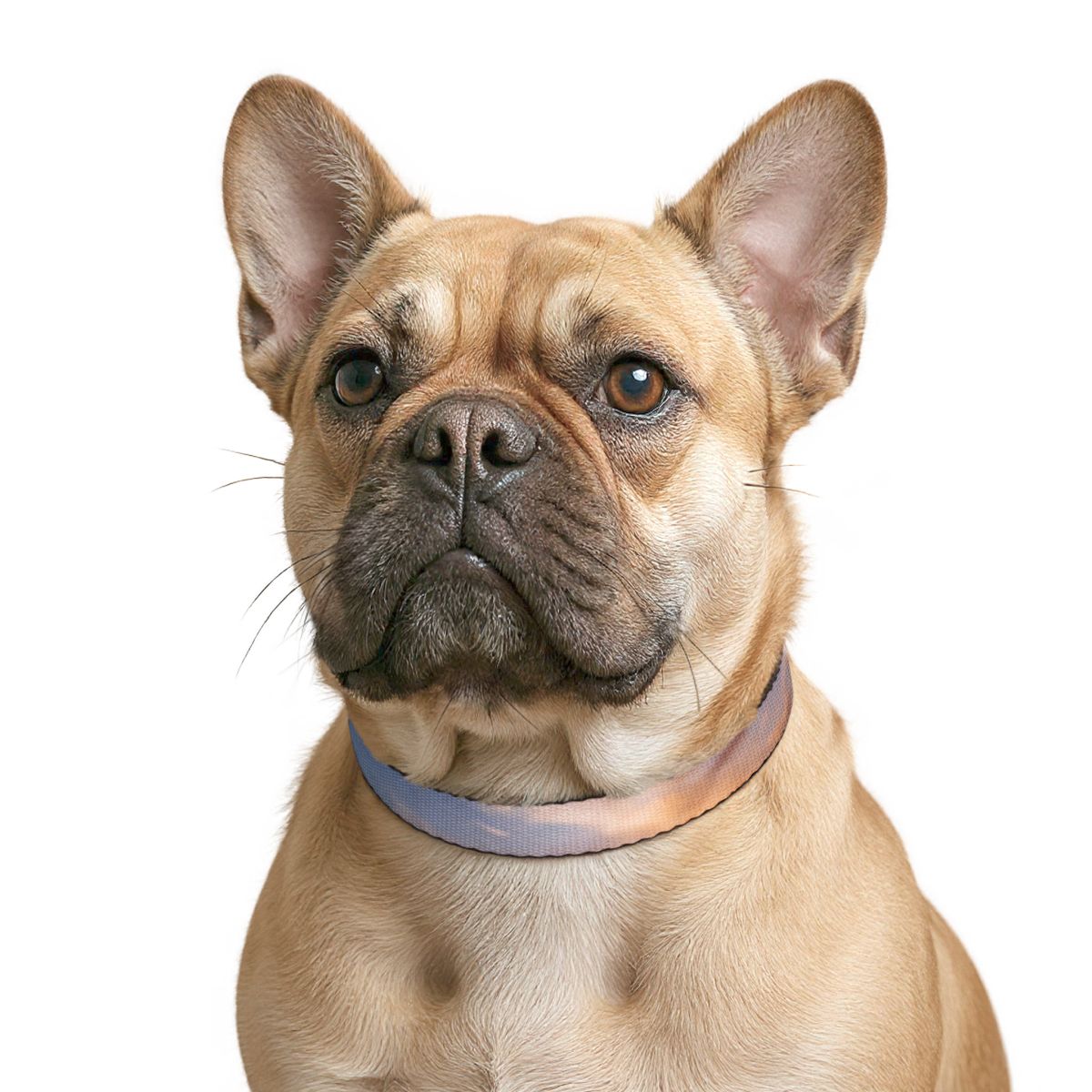 Pet Collar - Wanderlust Journey