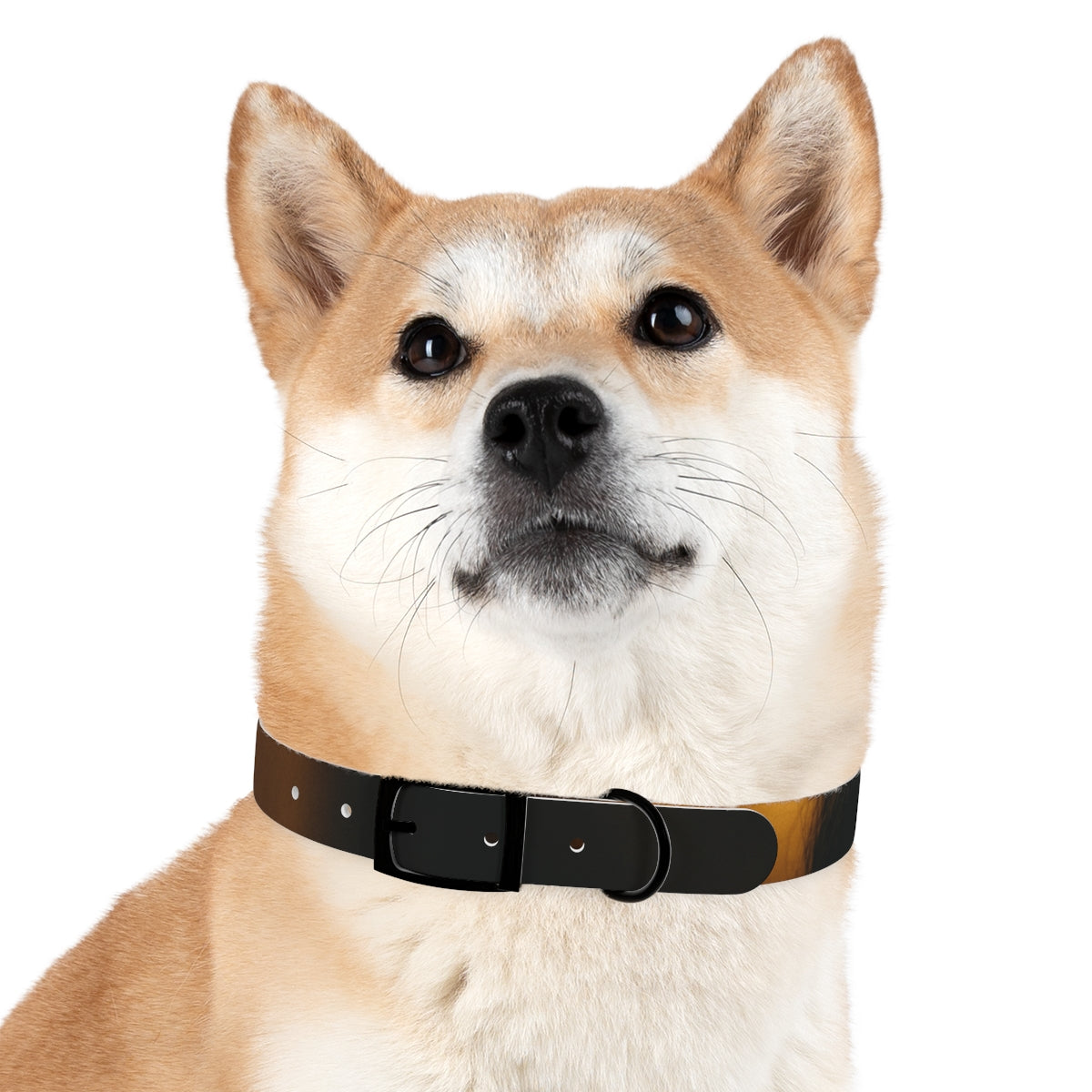 Dog Collar - Night Luxe Radiance