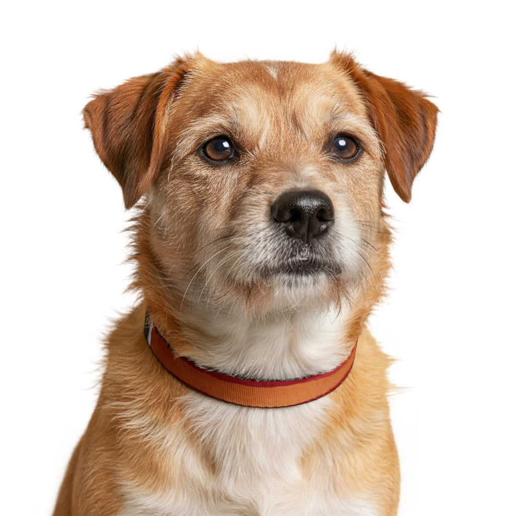 Clip-on Pet Collar - Crimson Romance Watercolor Portrait |...
