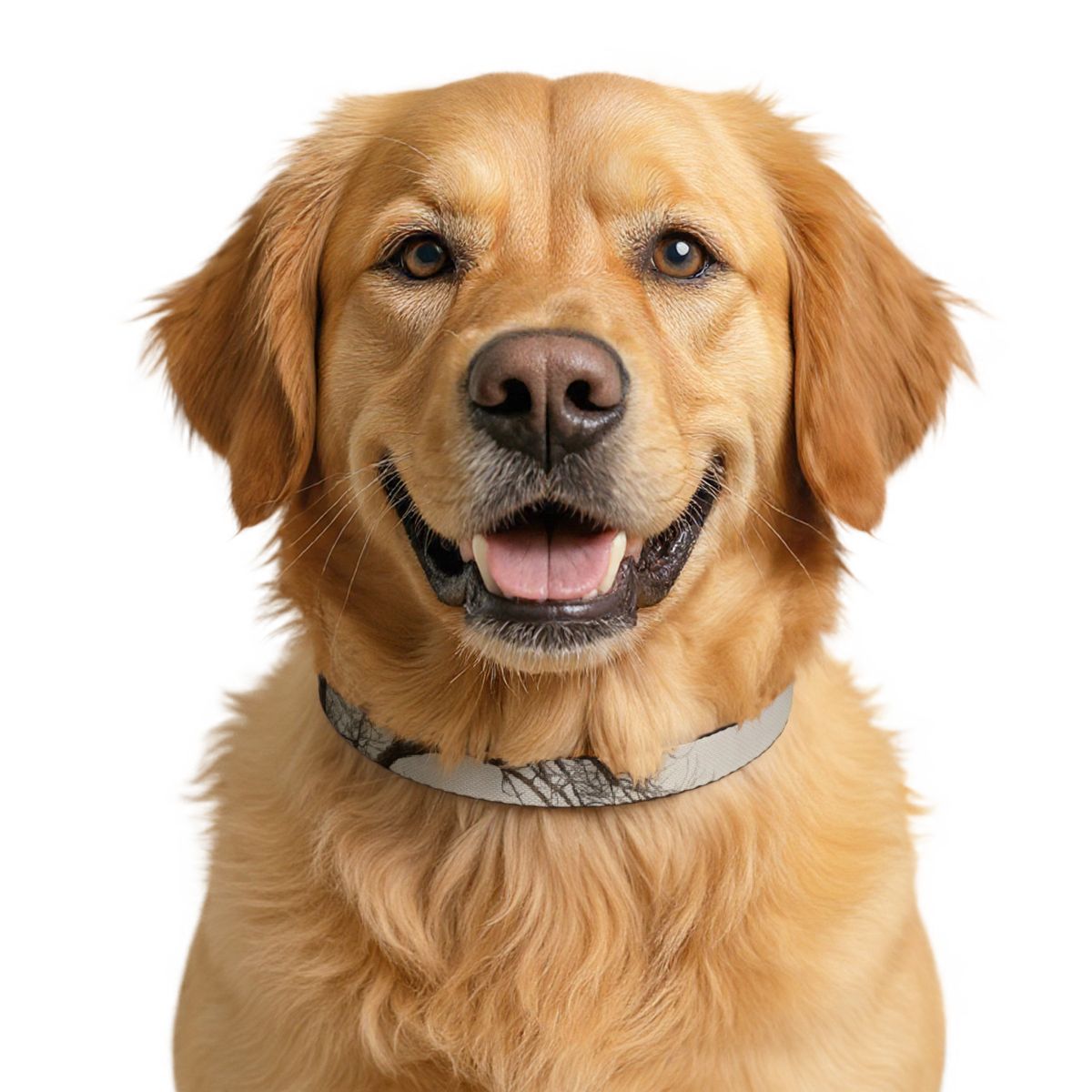Pet Collar - Minimalist Winter Style