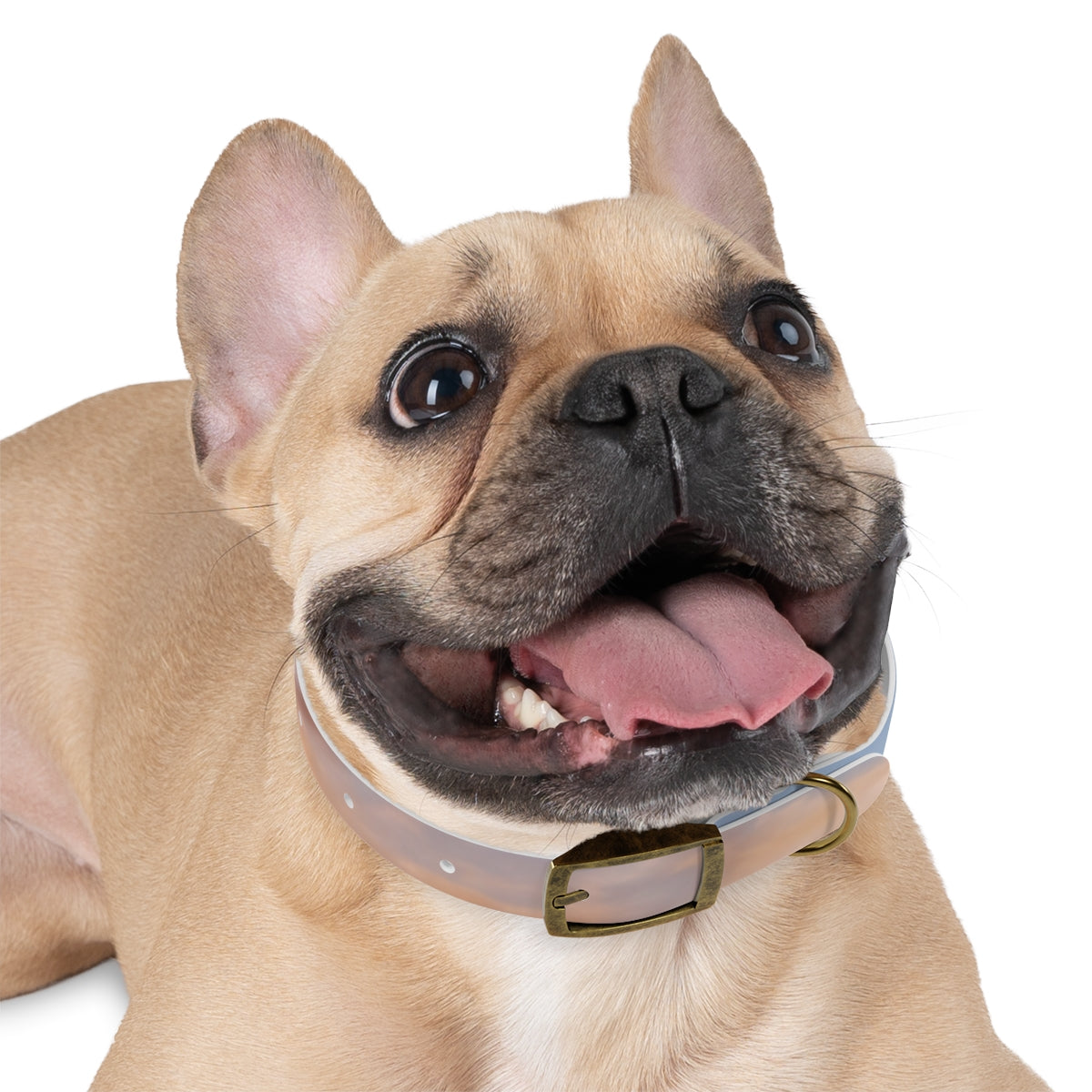 Dog Collar - Trail Companion