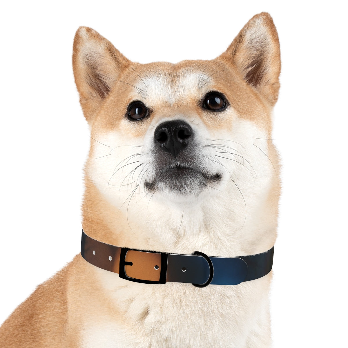 Dog Collar - Midnight Spark