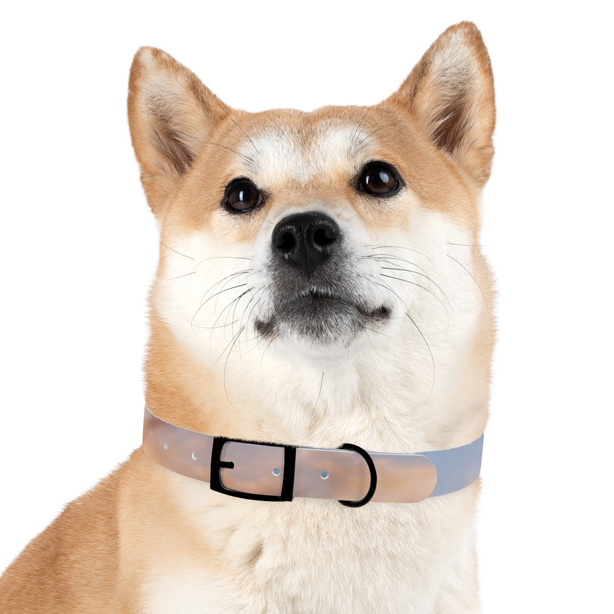 Dog Collar - Trail Companion