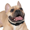 Dog Collar - Midnight Glow Style