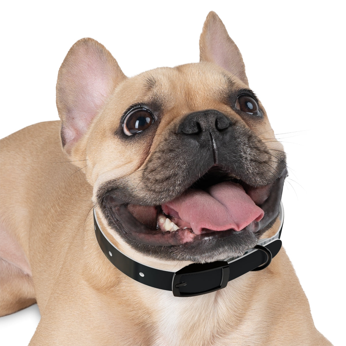 Dog Collar - Midnight Glow Style