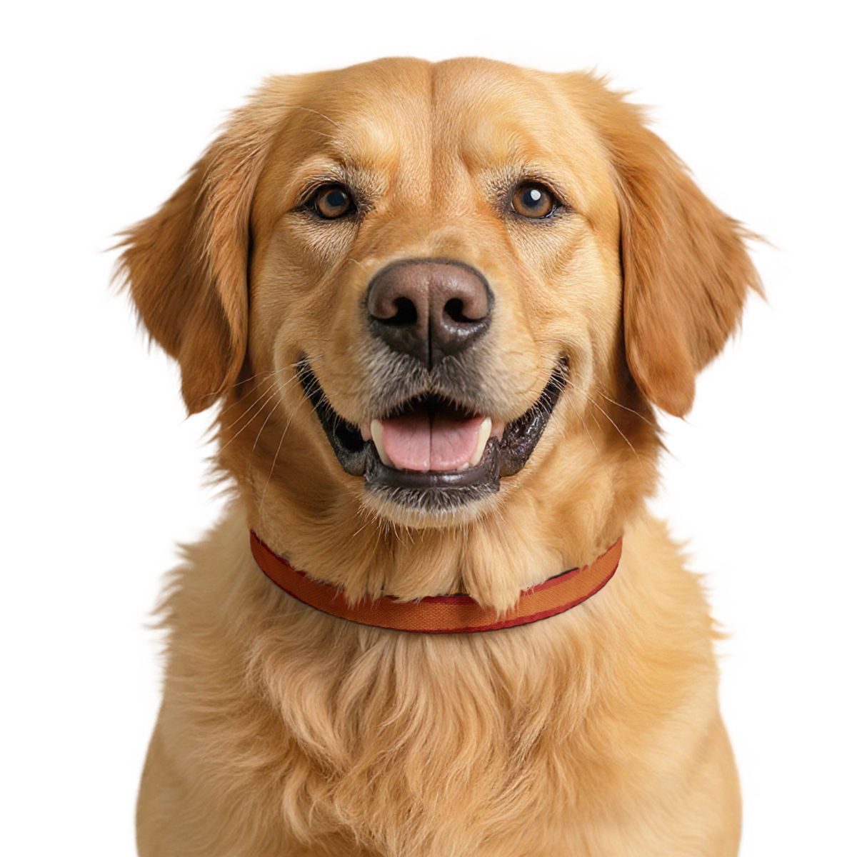 Clip-on Pet Collar - Crimson Romance Watercolor Portrait |...