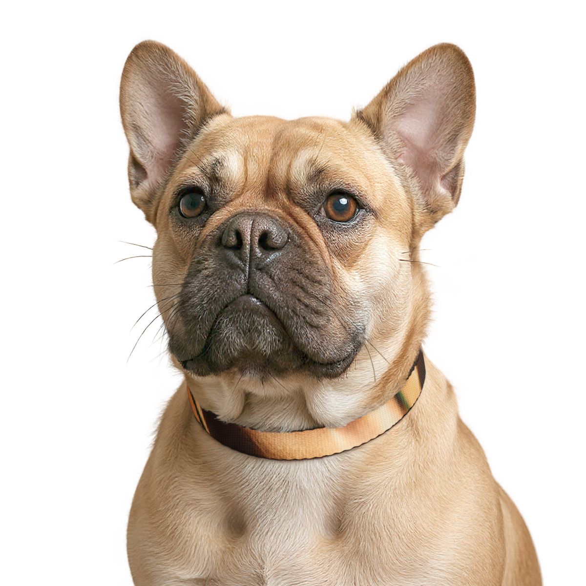 Pet Collar - Golden Hour Walk Style