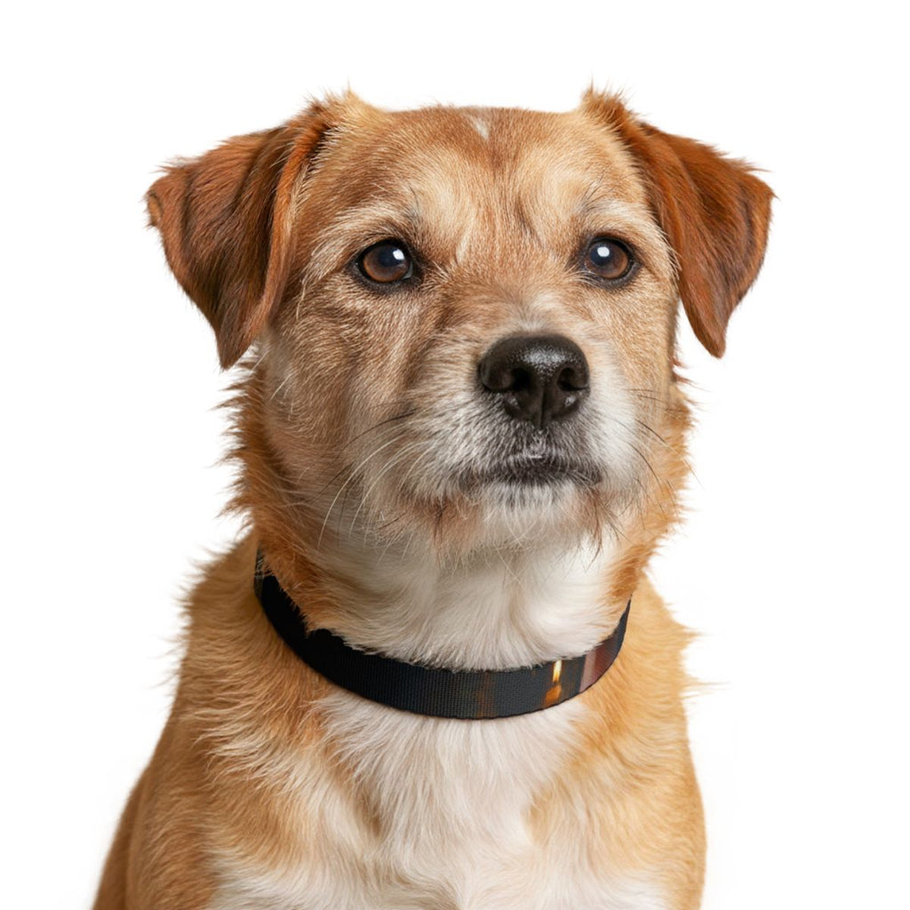 Pet Collar - Golden Flame Vision