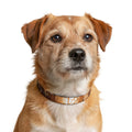 Clip-on Pet Collar - Shattered Light