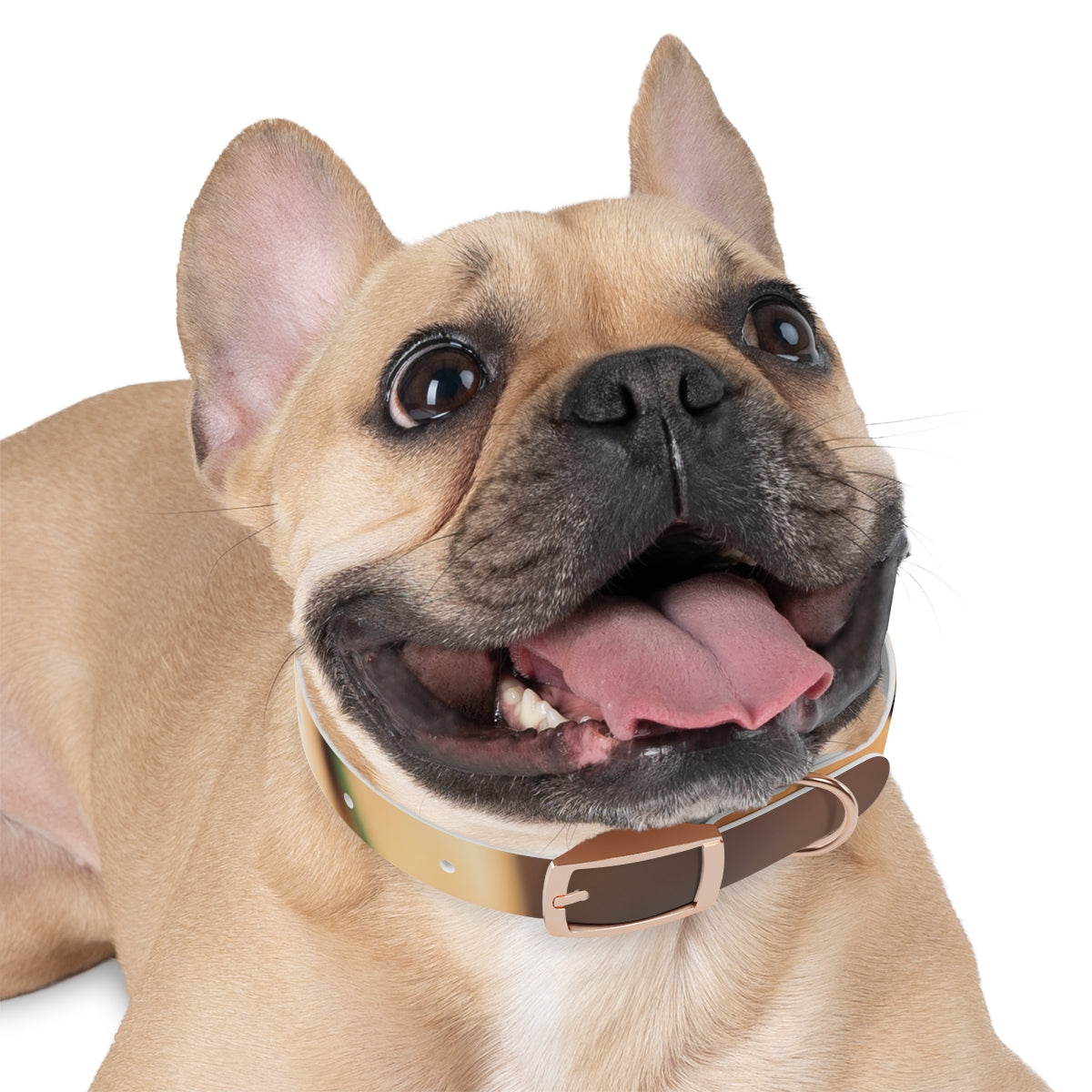 Dog Collar - Golden Hour Glow