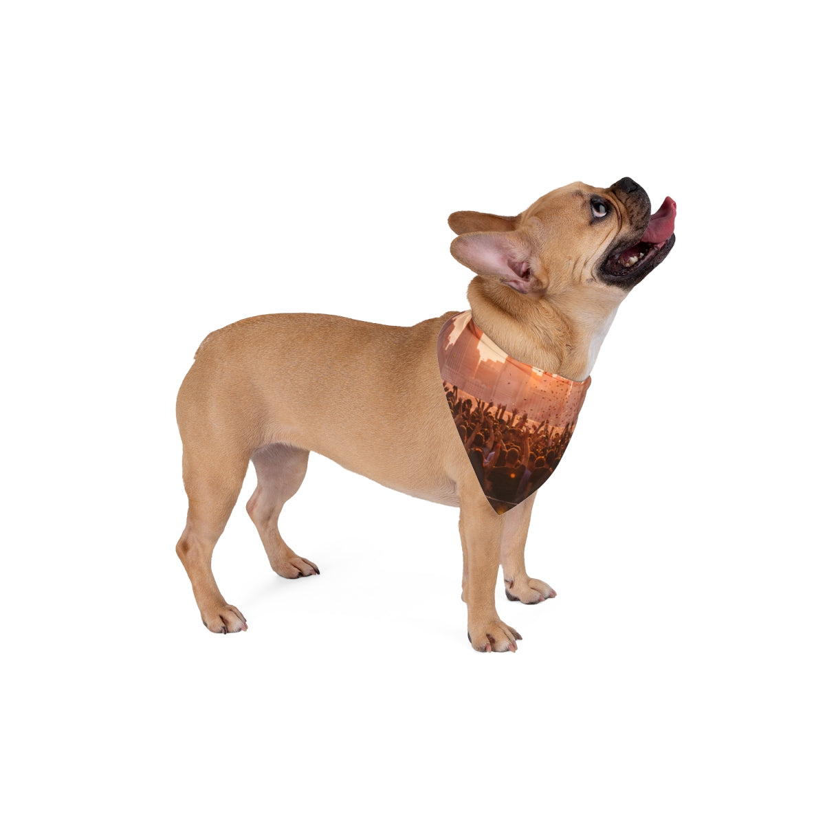 Pet Bandana - City Lights Festival | Echovira Gallery
