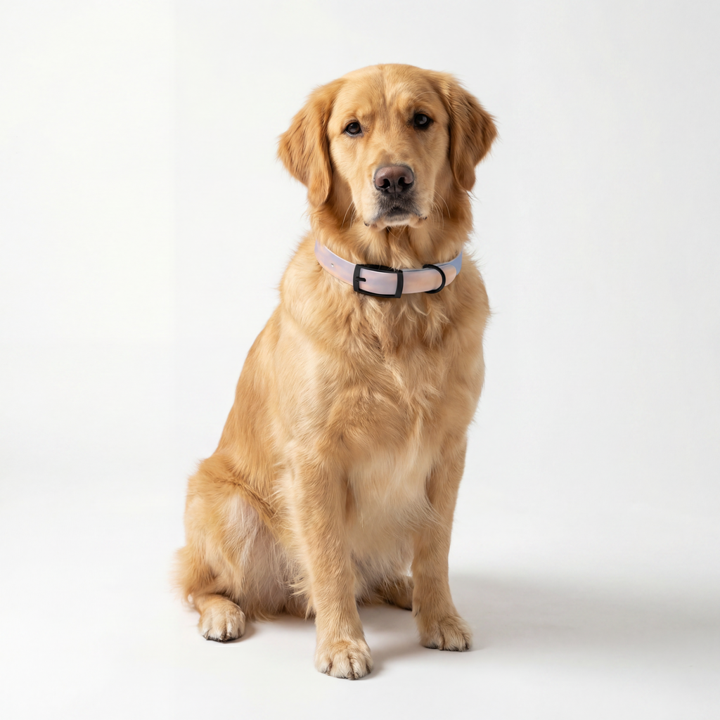 Dog Collar - Trail Companion
