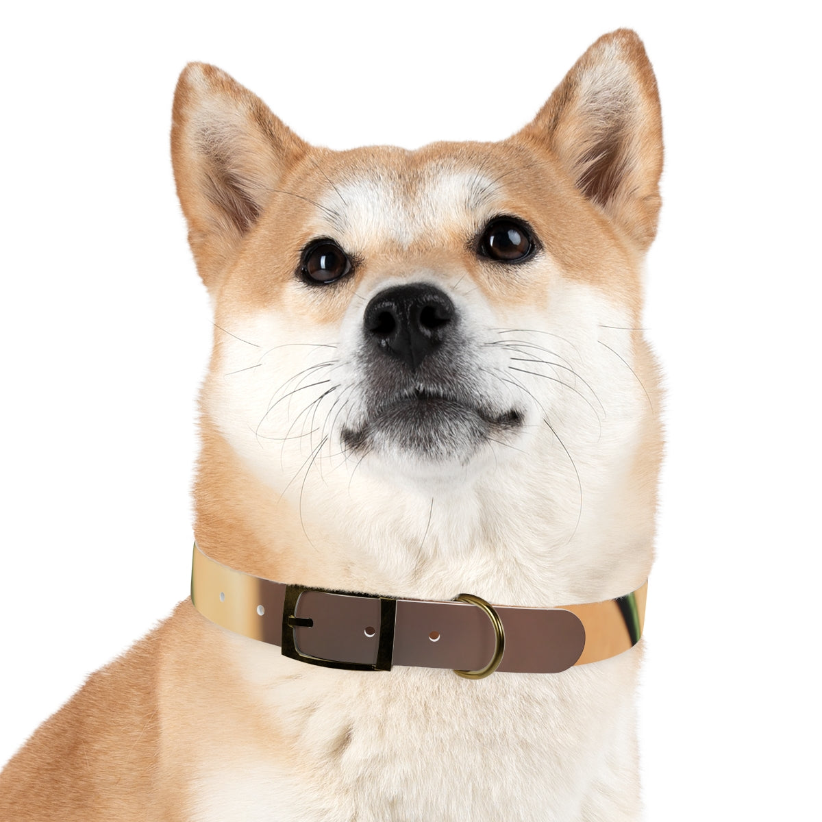 Dog Collar - Golden Hour Glow