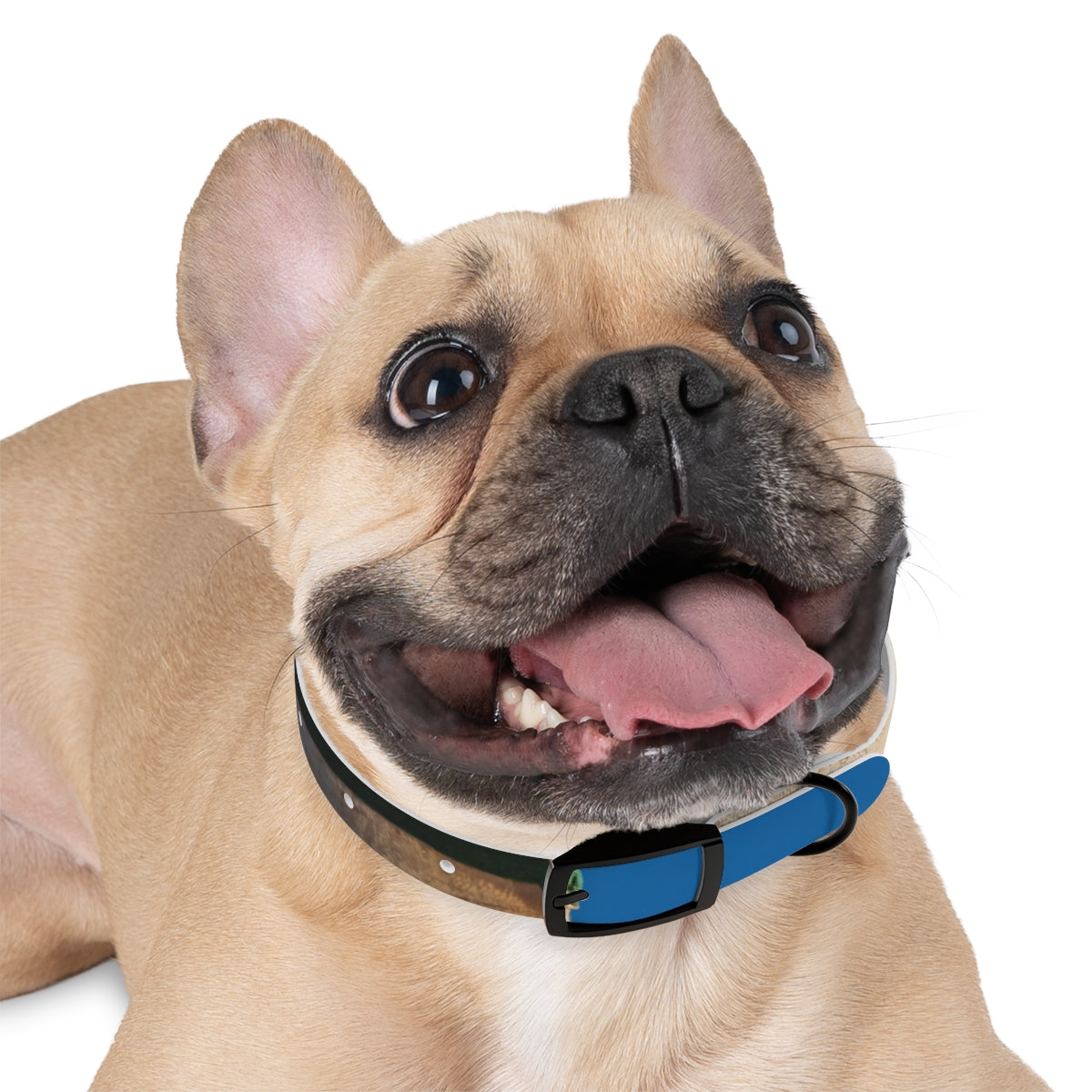 Dog Collar - Heritage Pride