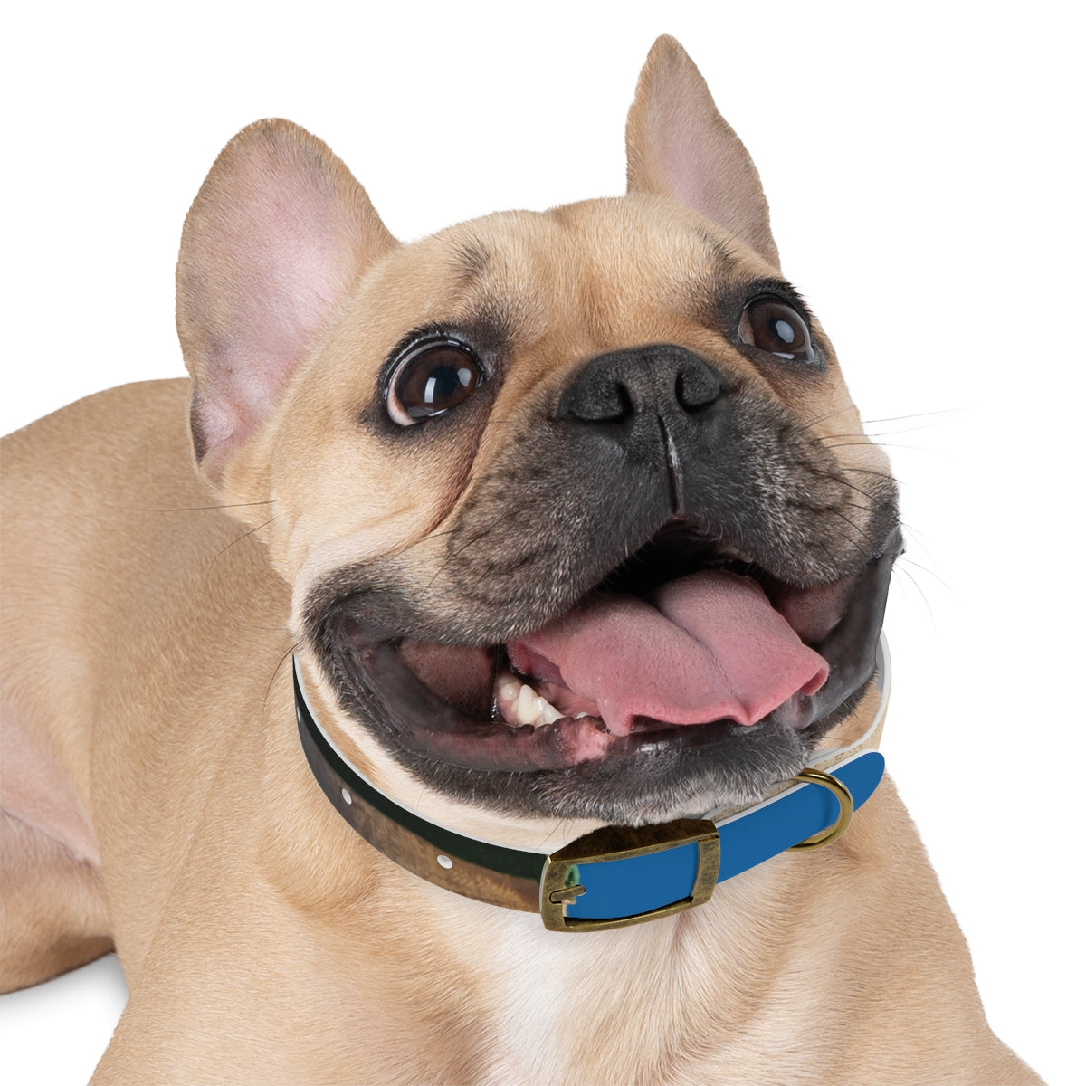 Dog Collar - Heritage Pride