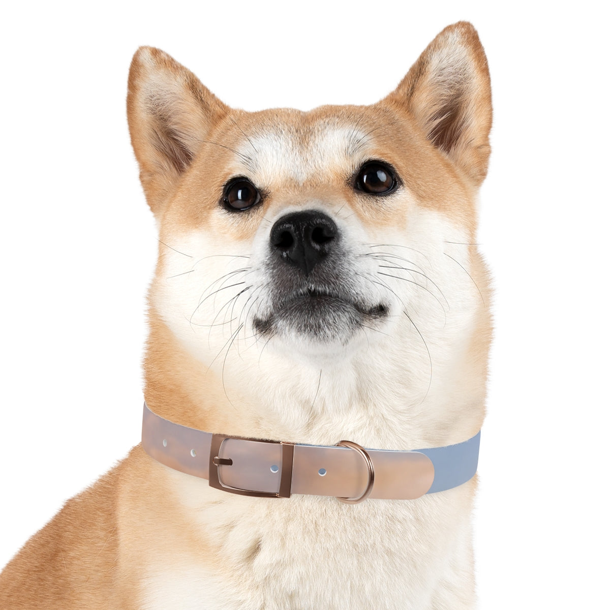 Dog Collar - Trail Companion