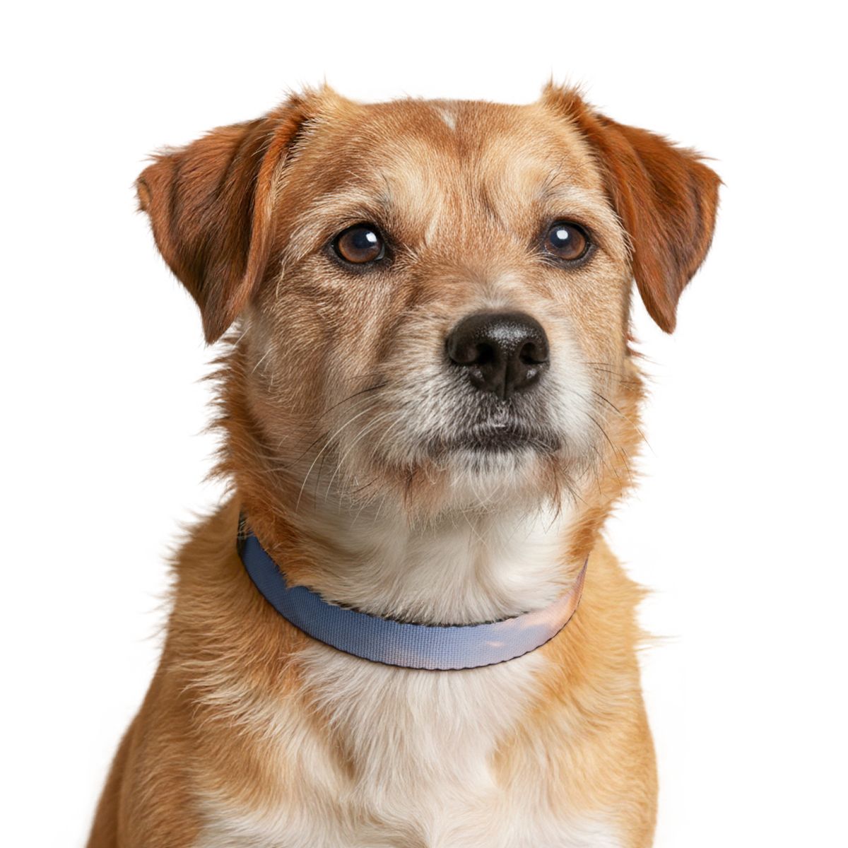 Pet Collar - Wanderlust Journey