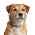 Clip-on Pet Collar - Golden Hour Hike