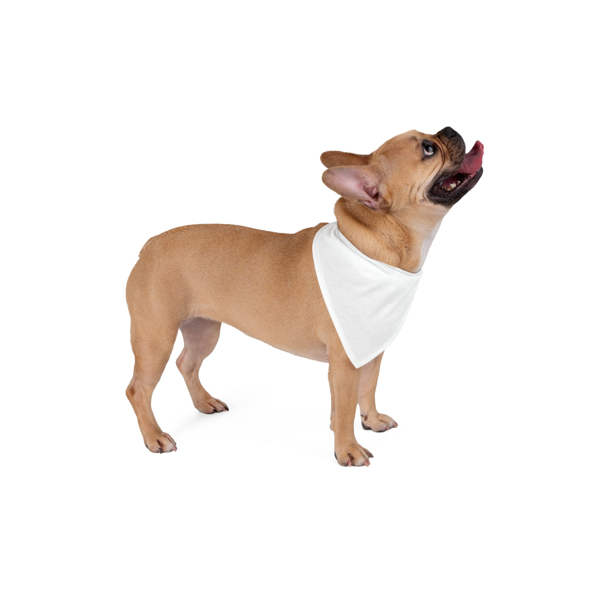 Pet Bandana - Rainscape Nightscape | Echovira Gallery