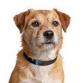 Clip-on Pet Collar - Cinematic Strut
