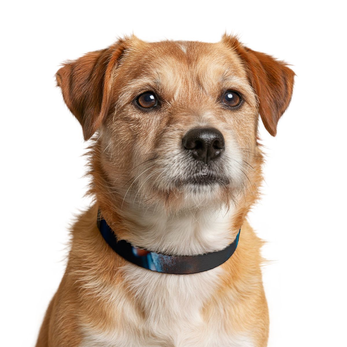 Clip-on Pet Collar - Cinematic Strut