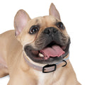 Dog Collar - Trail Companion