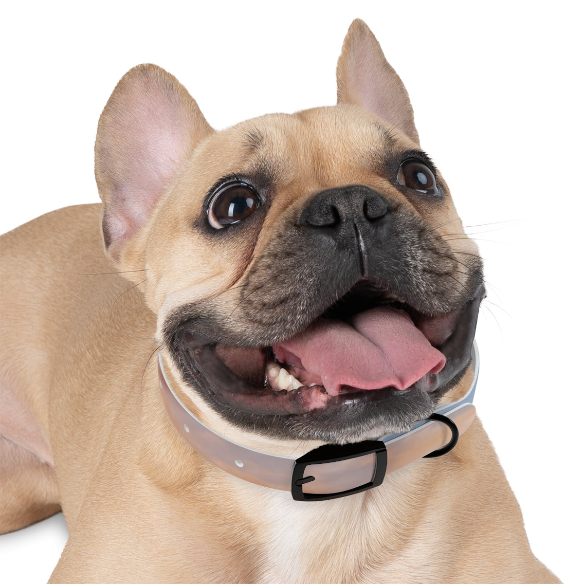 Dog Collar - Trail Companion