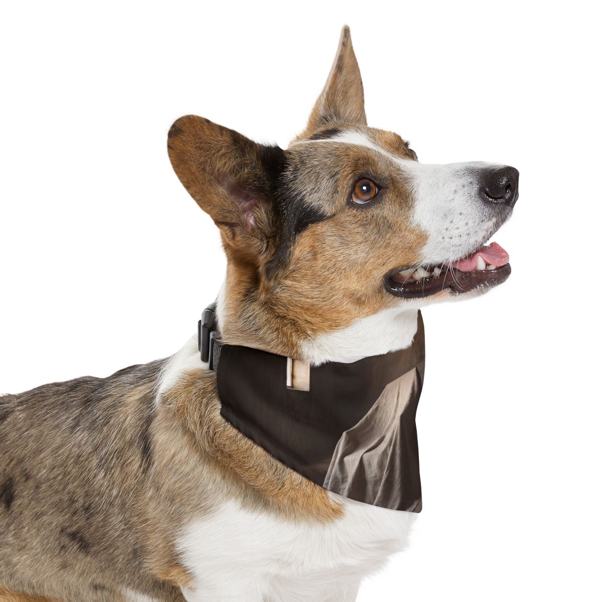 Pet Bandana Collar - Conceptual Canine