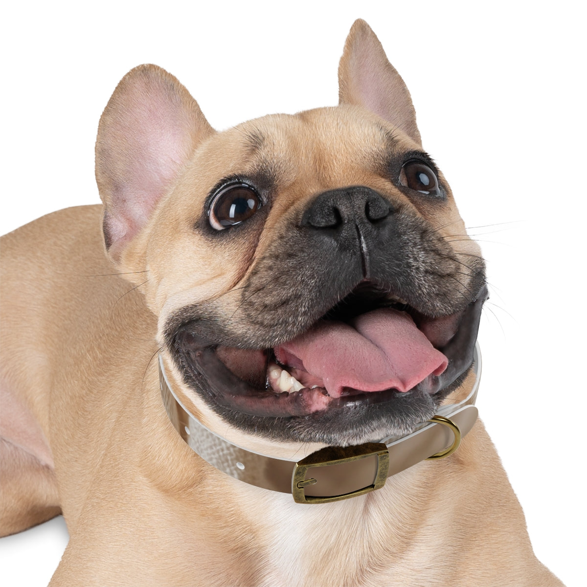 Dog Collar - Earth Toned Pet Style
