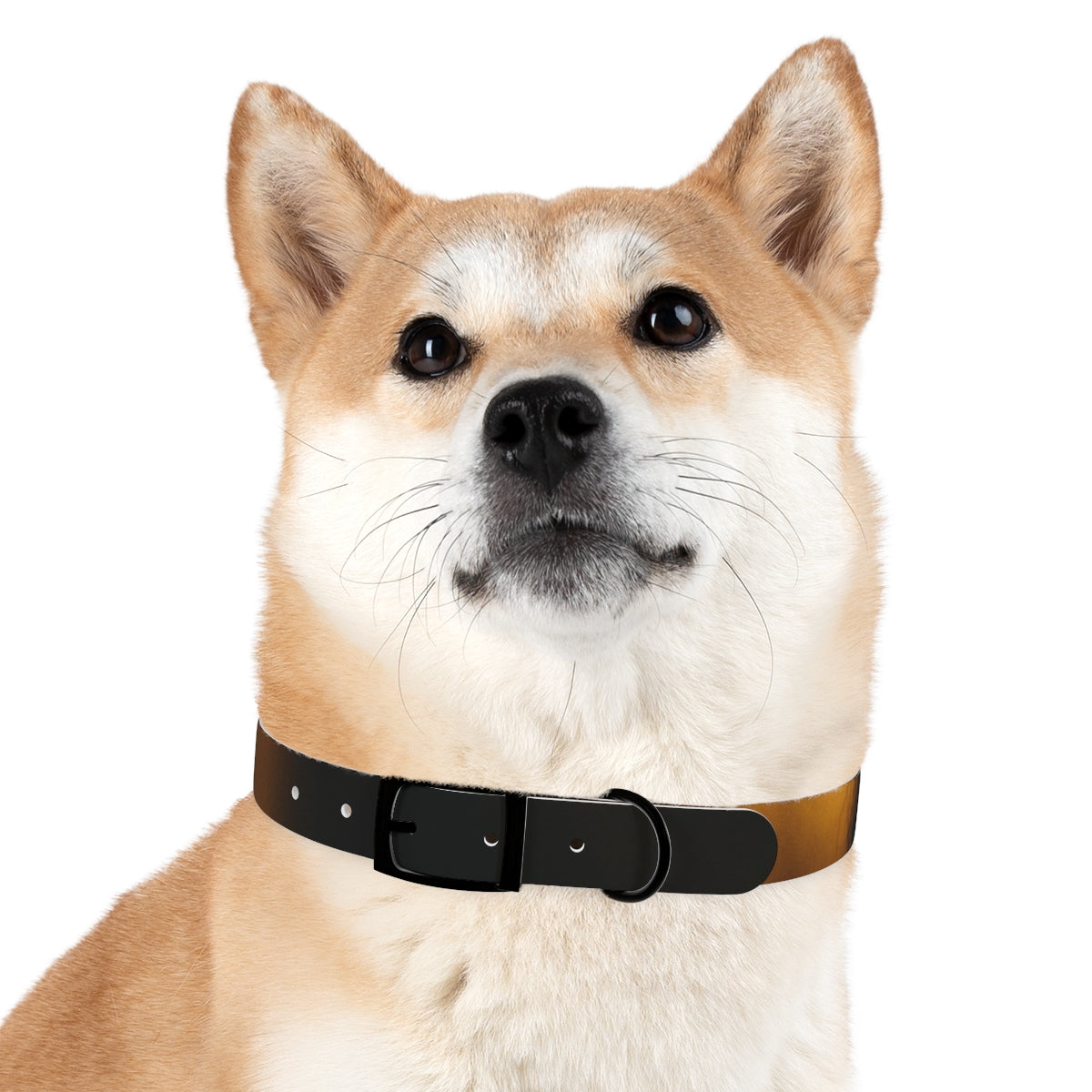 Dog Collar - Night Luxe Radiance