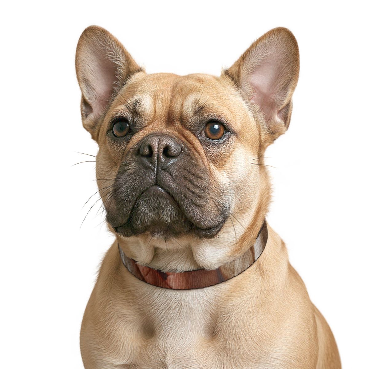 Clip-on Pet Collar - Boho Minimalist