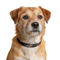 Clip-on Pet Collar - Wabi-Sabi Aesthetics