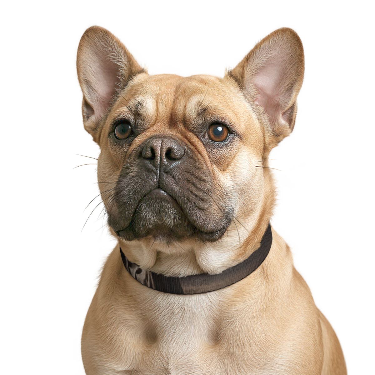 Clip-on Pet Collar - Wabi-Sabi Aesthetics
