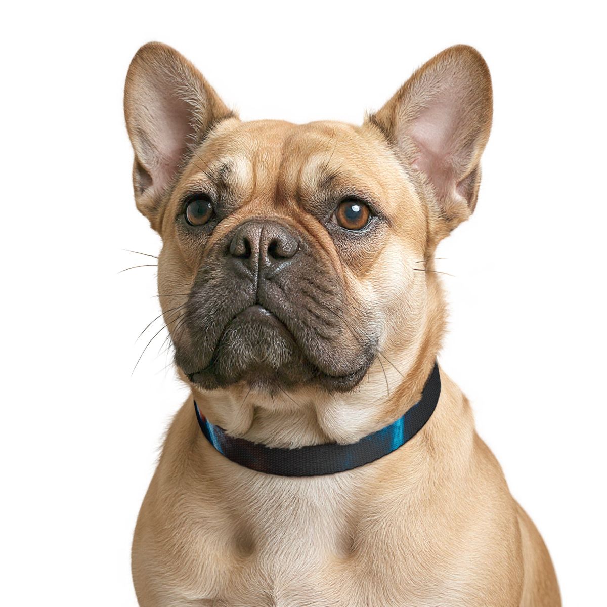 Clip-on Pet Collar - Cinematic Strut