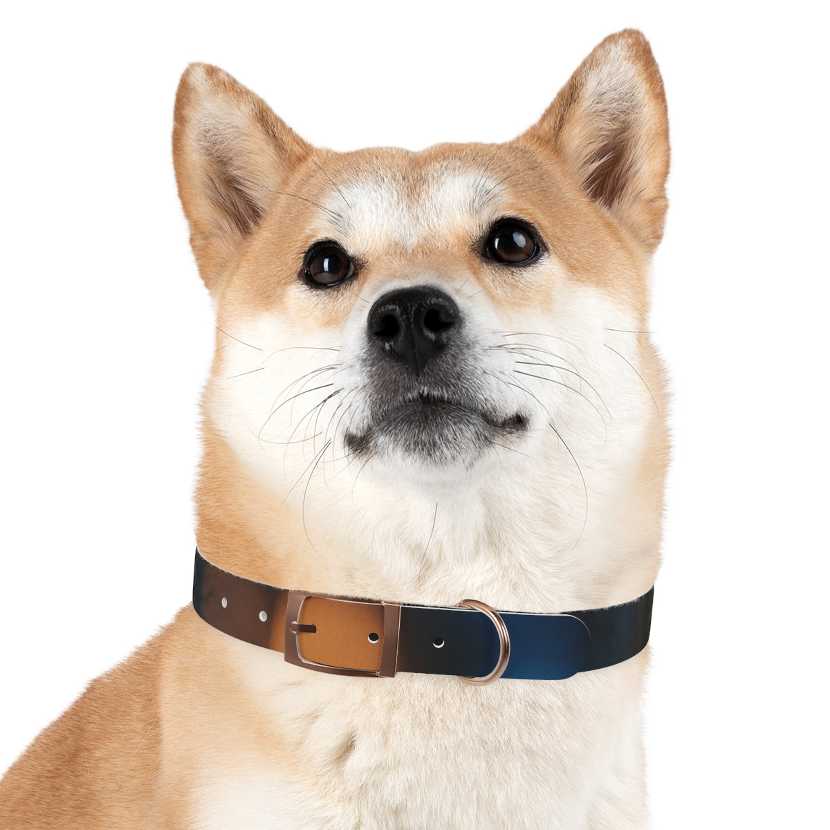 Dog Collar - Midnight Spark