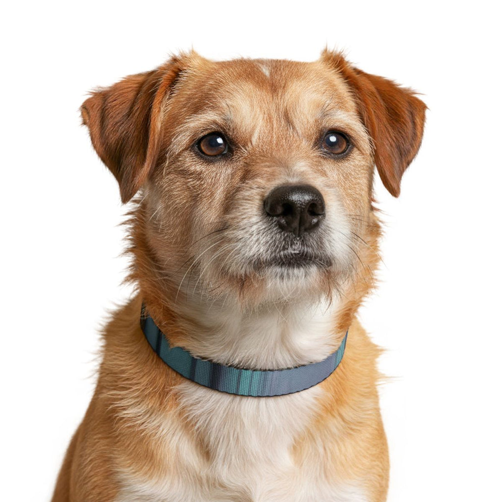Clip-on Pet Collar - Liminal Corridor Fog Art Print |...