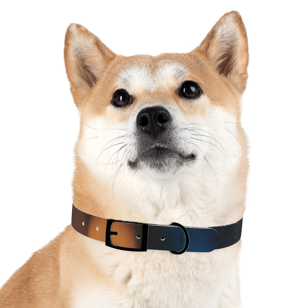 Dog Collar - Midnight Spark