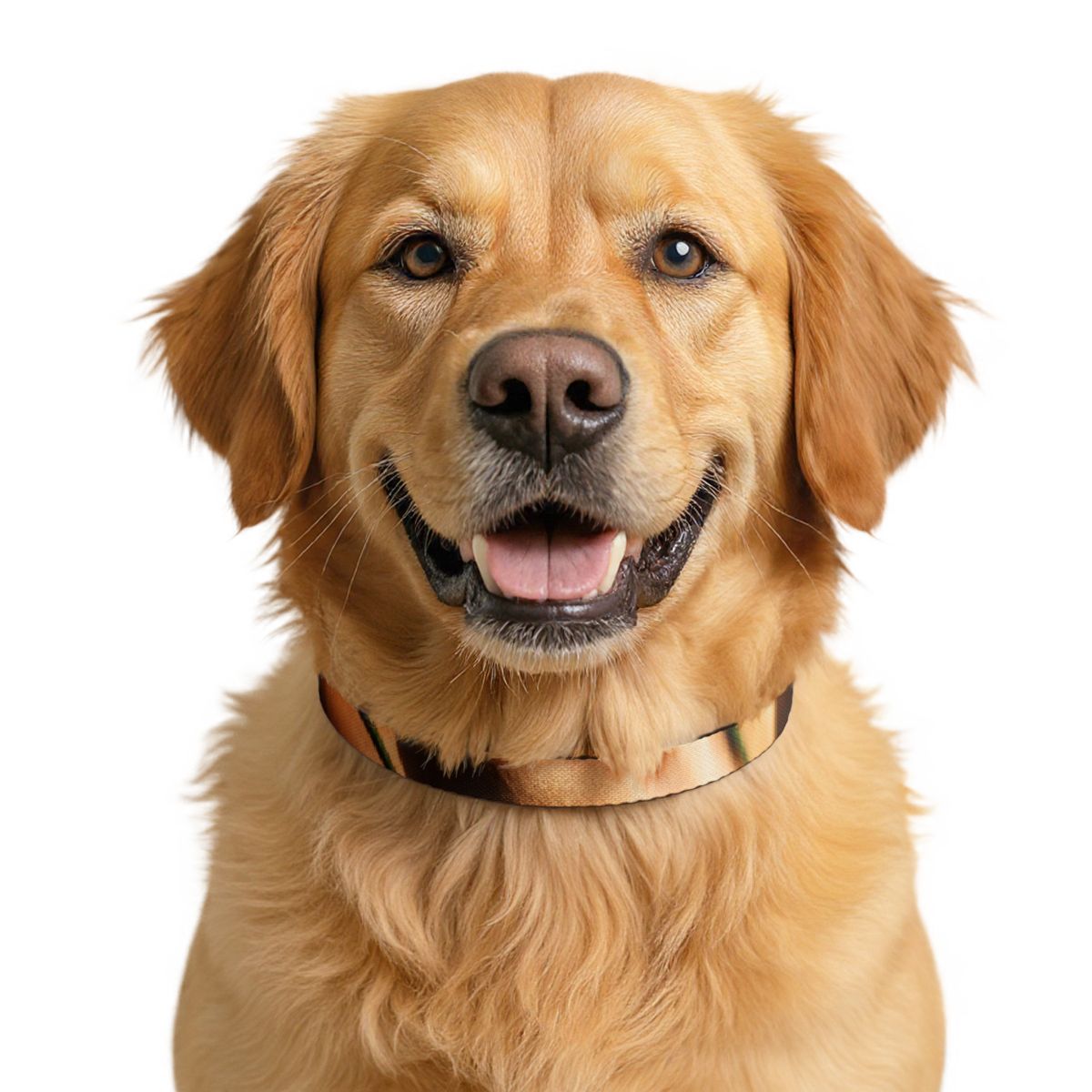 Pet Collar - Golden Hour Walk Style