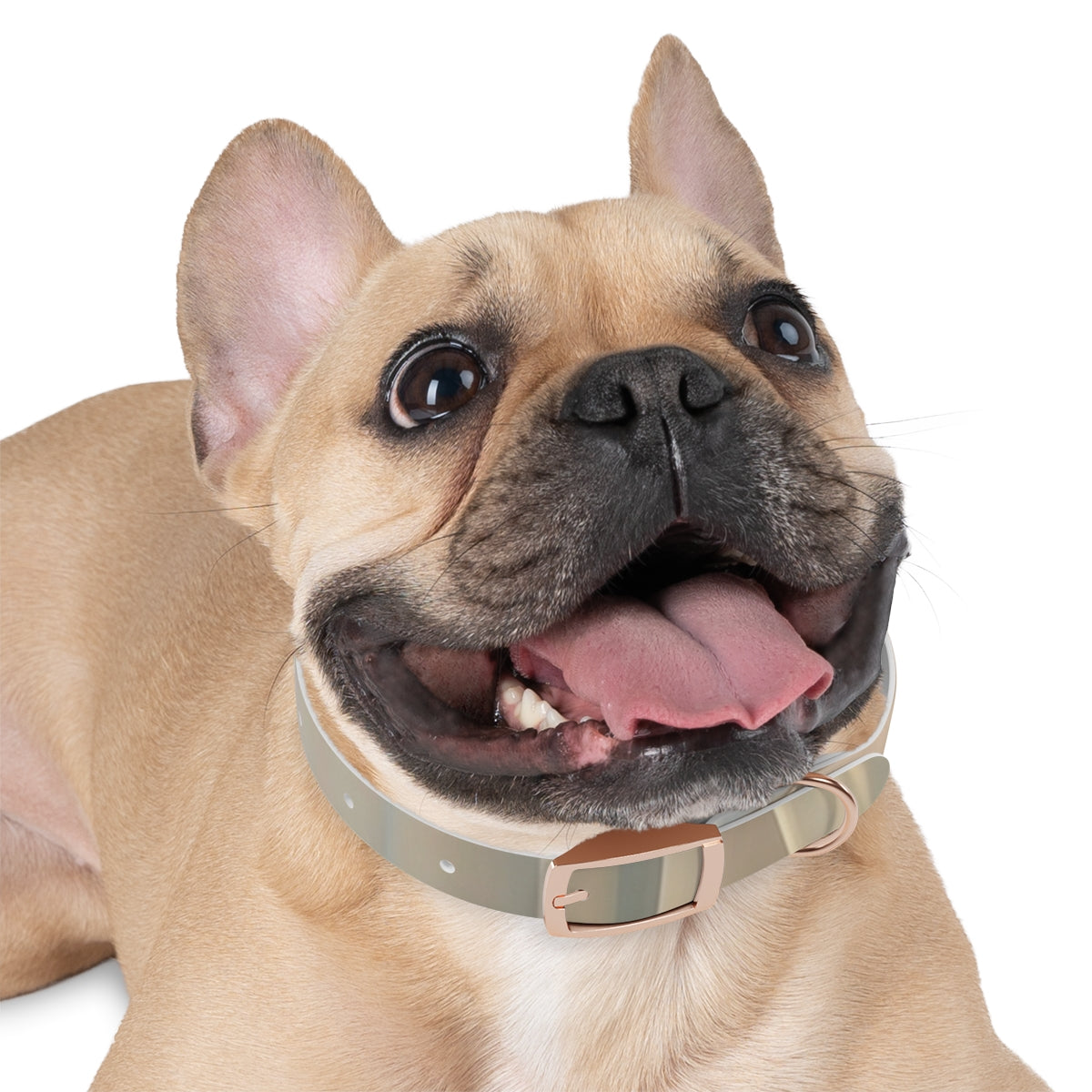 Pastel Dream Dog Collar - Gentle Pet Style