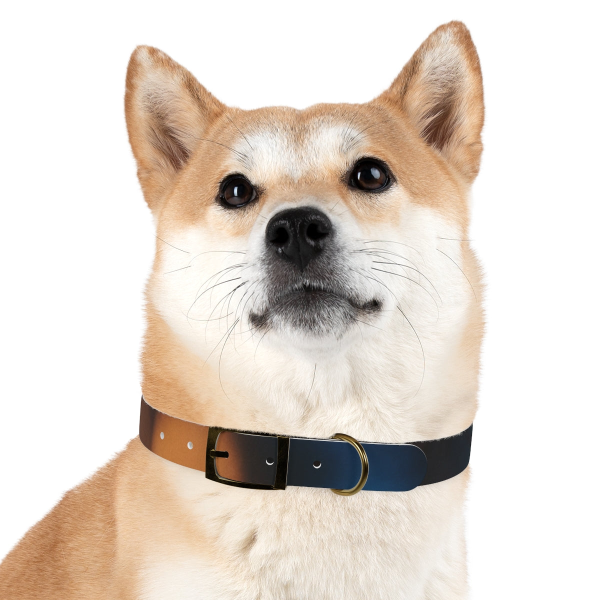 Dog Collar - Midnight Spark
