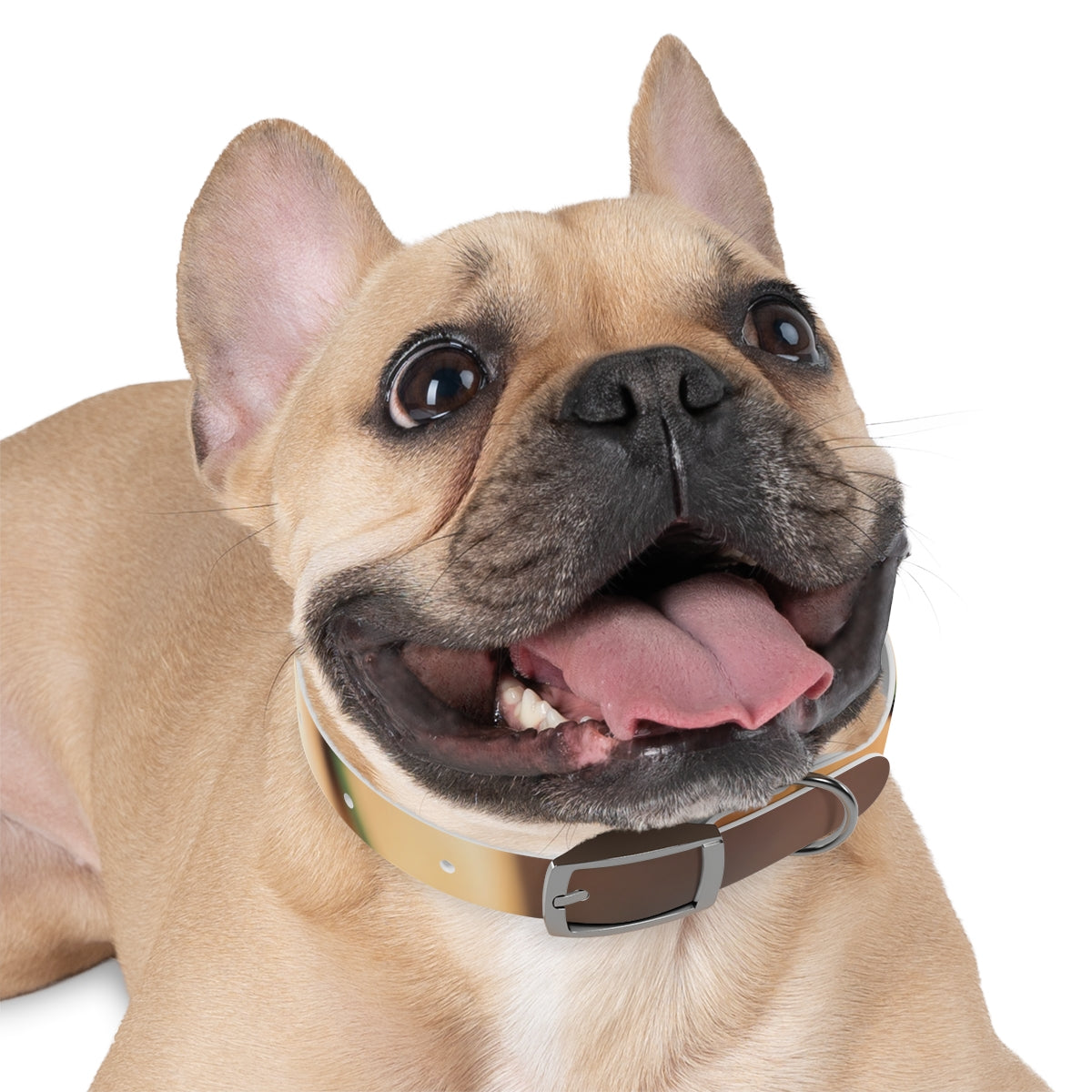Dog Collar - Golden Hour Glow