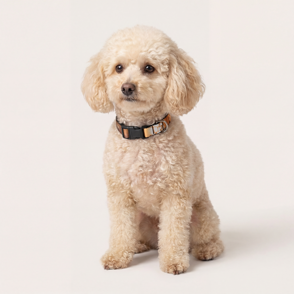 Clip-on Pet Collar - Shattered Light