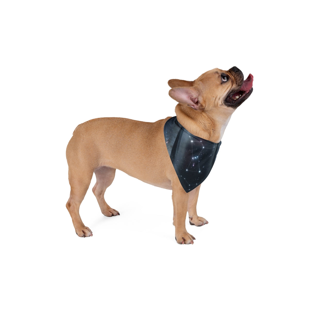 Orion Constellation Pet Bandana