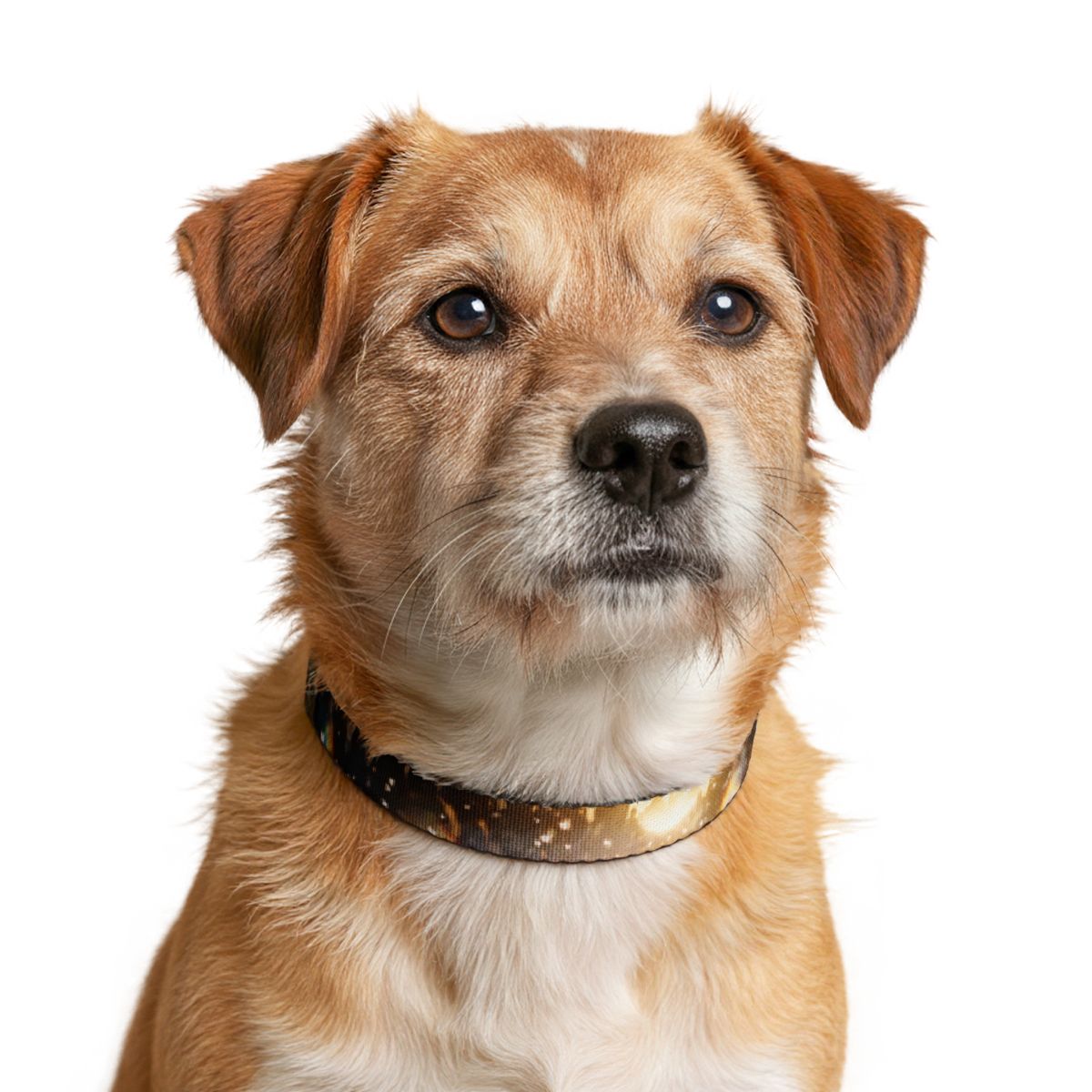 Golden Hour Crowd Celebration Clip-on Pet Collar