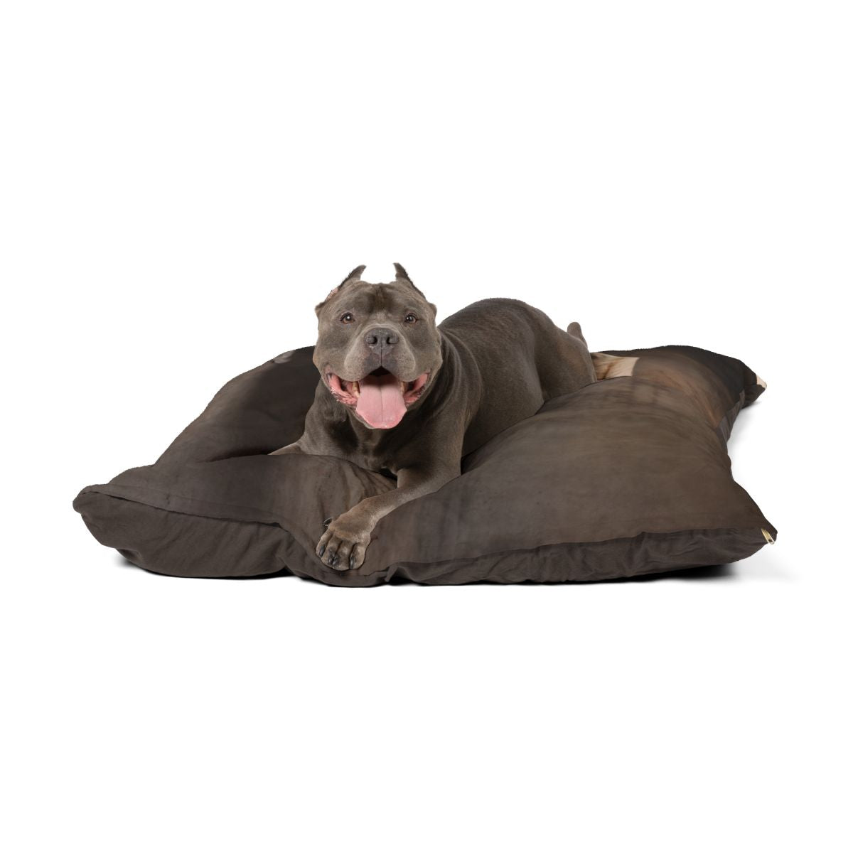 Pet Bed - Brutalist Slumber