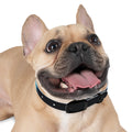 Dog Collar - Neon Noir Stride
